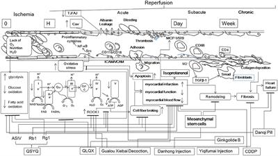 Editorial: Traditional Chinese Medicine: Organ Vascular Injury - Volume II